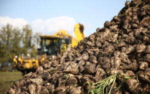 Более 4 миллионов тонн сахарной свеклы накопано в Беларуси