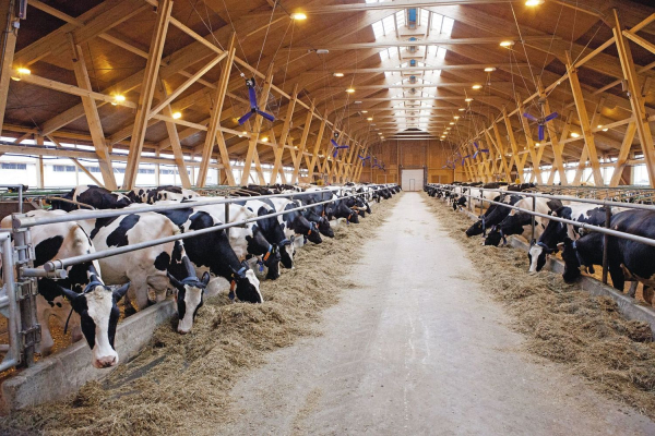 Заведующие молочно-товарными комплексами в Крупском районе скрыли падеж скота