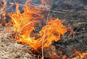 Райинспекция напомнила об опасности сжигания сухой растительности