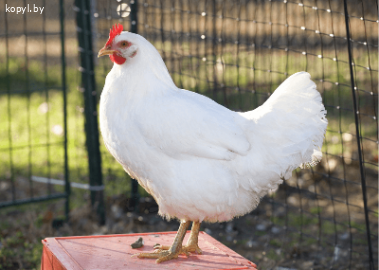 Праздничная распродажа молодых здоровых кур и цыплят