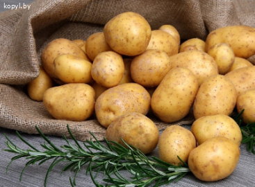 Продам картофель сортовой семенной и на корм скоту
