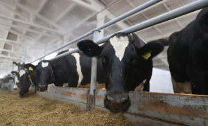 Дает корова молоко: рассказываем, как обстоят дела с надоями в хозяйствах Копыльщины
