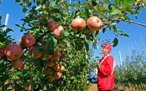 В Беларуси фермеры могут получить финансирование на закладку яблоневых садов