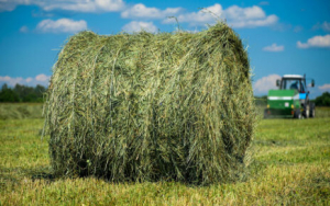 Более 96% травяных кормов от запланированного заготовили в Беларуси