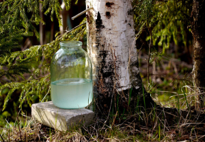 Рассказываем, как березовый сок заготовить в лесу можно самостоятельно и бесплатно
